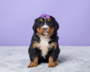 Saphire Bernese Mountain Dog
